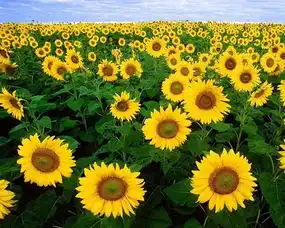 花语寄佳人,这些花语你知道吗