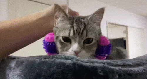 养成系猫咪视频可爱