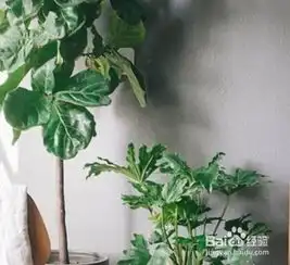 琴叶榕怎么养长得快