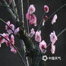 武汉寒梅雨中俏