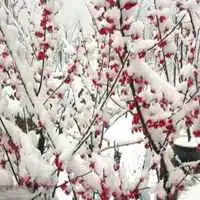 傲雪寒梅高清头像图片