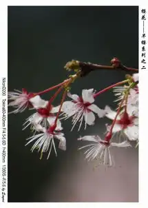 sayme摄影作品樱花早樱系列之二