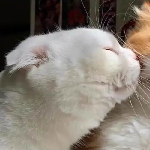 猫系女孩的照片qq情侣头