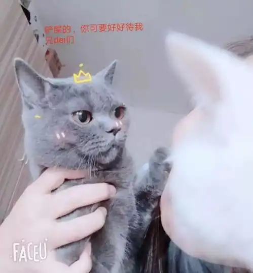 新来的蓝猫调皮捣蛋,家里的大橘依旧对它关心照顾,可最后却换来...