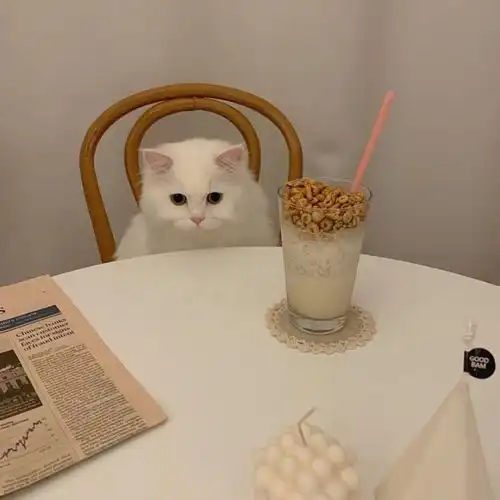 猫掉毛厉害怎么回事喂什么药