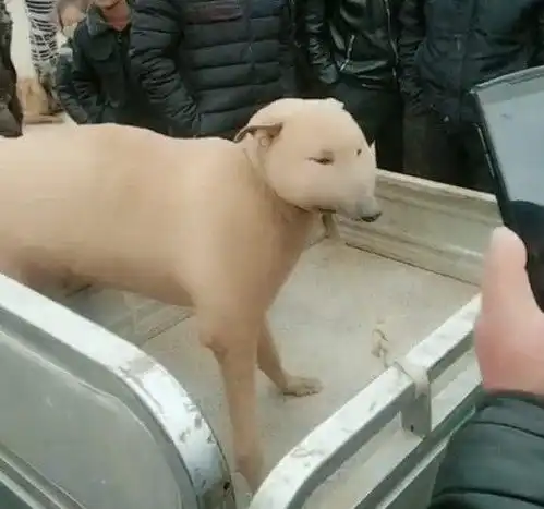 男子买回一条稀罕狗,包子脸小眼镜,村里其它狗看到它掉头就跑