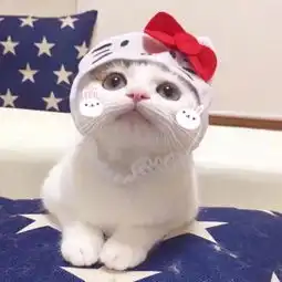 猫系情侣头像一男一女动