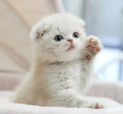 蓝猫生出3只小奶猫,仔细一看笑喷了,蓝墨水没了