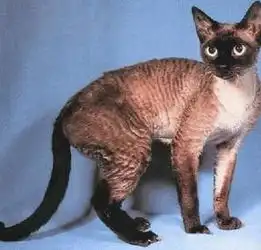 黑色德文卷毛猫头像