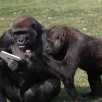 大猩猩搞笑双人头像微信头像图片大全