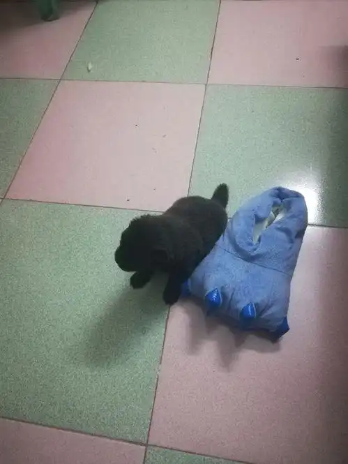 女孩在公交站捡到只小奶狗,闺蜜听说后捡流浪狗不怕被大家笑话