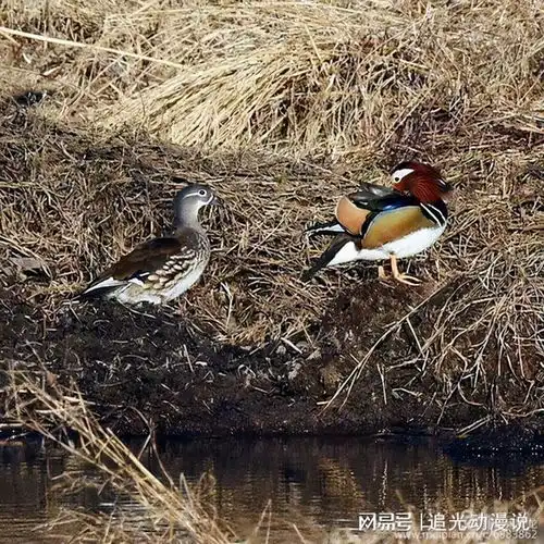 不幸丧偶的一夫一妻动物,面对交配诱惑,真的能把持得住吗