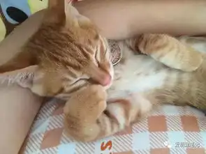 朋友都说一只中华田园猫被我养成了只宠物猫,这才叫大橘为重