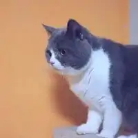 抖音蓝莓猫图片动漫抖音蓝莓猫图片