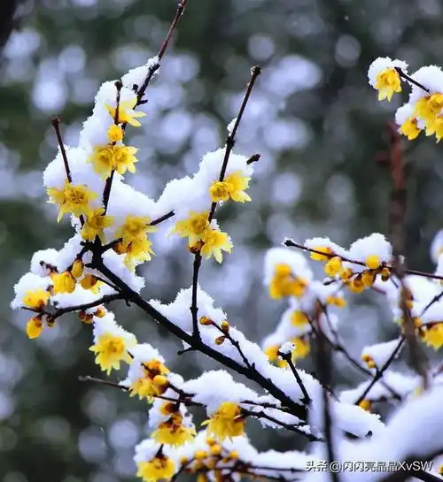 一枝寒梅傲雪图片