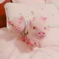 超萌小猪情侣头像卡通可爱粉色小猪情侣头像一对两张