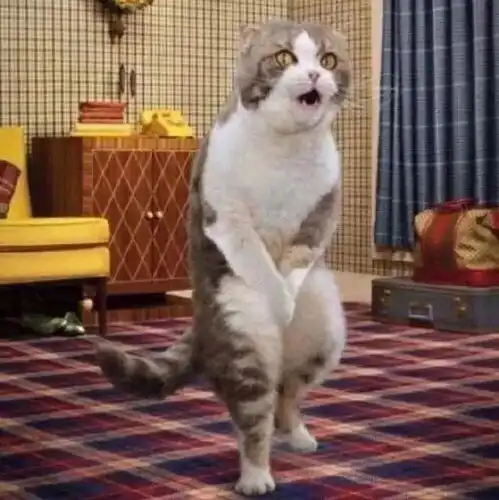 闺蜜头像猫系系头像可爱