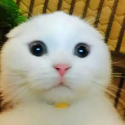 可爱的小猫头像卖萌的白色猫咪太可人了