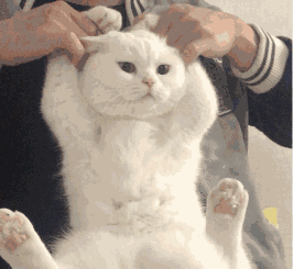 2021重庆宠物展萌宠小知识哪个猫猫最戳中你的萌点呢