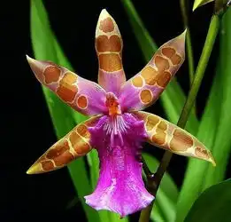 今天是6月3号,太美太漂亮了,送给群里的每一位朋友