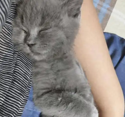 回家路上好心捡个流浪猫,没想到还是个珍贵品种,宠物医生都羡慕