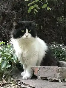 ruc猫系动物图鉴,又名在ruc云养猫