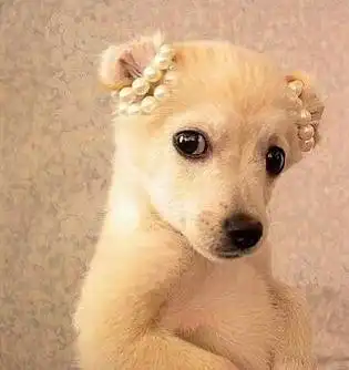 李姐讲笑话吧把两个疲惫的年轻人按到座位上,最后才安心坐定