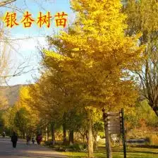 杏树苗圃