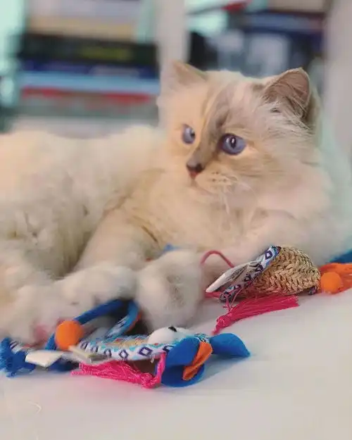 老佛爷逝世一周年,那只继承了21亿遗产的爱猫现在过得怎么样