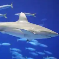鲨鱼头像图片卡通海洋鲨鱼头像图片