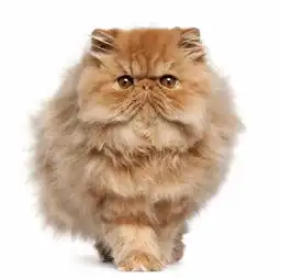 世界上最受欢迎宠物排行榜前十位