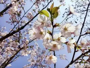 再过半个月,天津将成为全国最美的城市错过等一年