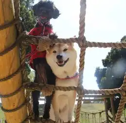 强势围观,别人家的柴犬真会玩