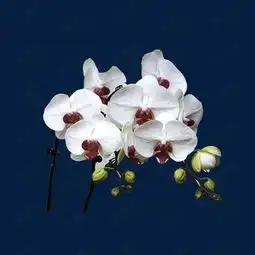 白底粉芯蝴蝶兰素材图片免费下载高清png千库网图片编号8039480