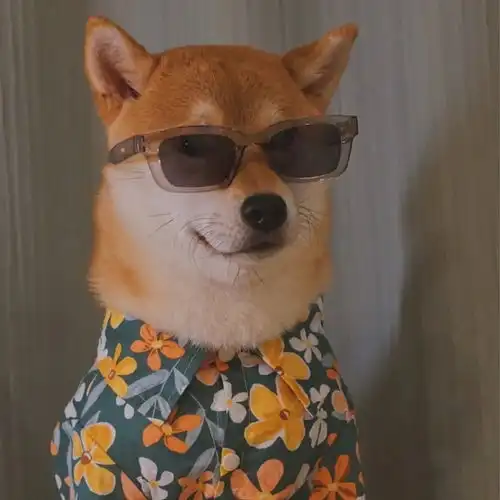 不换头像系列图片影驰