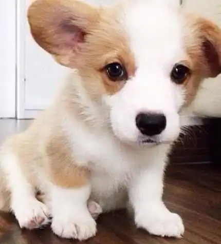 心理测试凭你的第一感觉选一只最可爱的柯基,测出你的性格特点