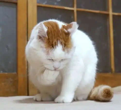 18岁的网红鼻祖猫叔去世,曾是治愈系萌猫no.1,引无数网友泪崩谢谢你曾来过