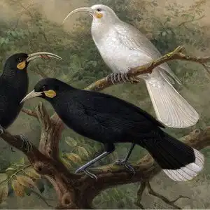 世界上最贵的一根毛