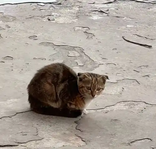 流浪猫躺在车下晒太阳,见到车主后耍心眼,碰瓷方法让人心暖