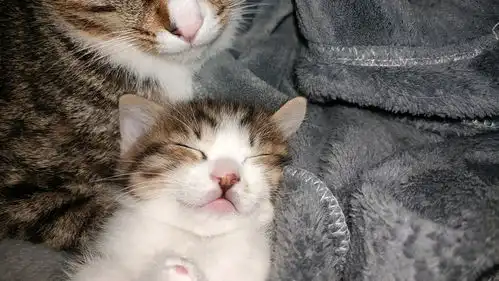 小奶猫的私房照