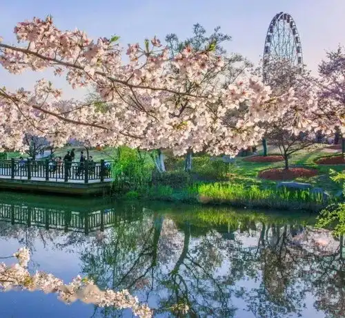 送福利啦1.4万余株樱花将开成遮天蔽日樱花海2021上海樱花节开幕附上最全赏樱攻略