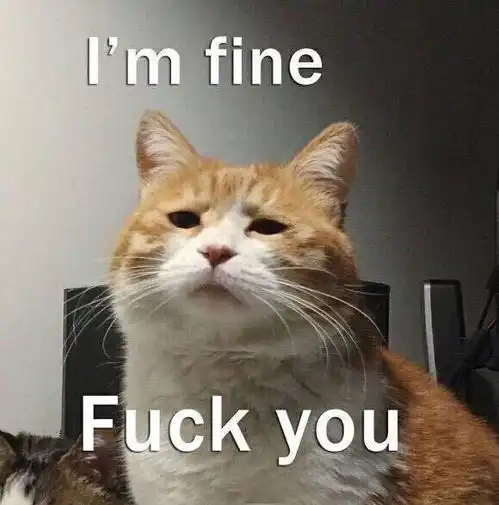 为啥知乎有那么多人都喜欢用猫咪的头像