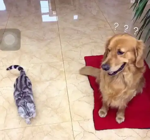 女子买了一块儿红地毯,不想却引起金毛与猫咪大战,结局没眼看