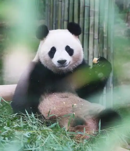 奇全世界都爱的胖达君,也有国家养不起退货不要