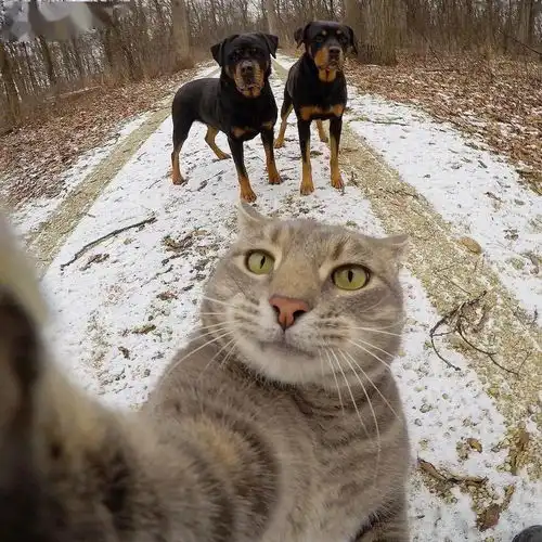 这是我见过最会自拍的猫咪