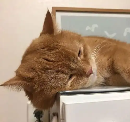 治愈系的猫咪女生头像治