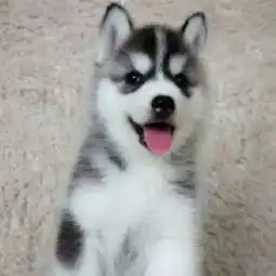 三火蓝眼精品纯种哈士奇幼犬