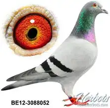 图片浏览鸽事百科