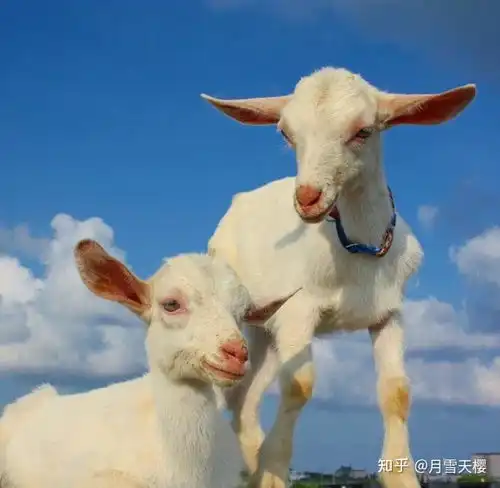 可以分享一些小羊图片吗