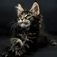 酷酷的动物头像很霸气很酷的动物头像